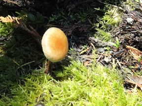 Small mushroom